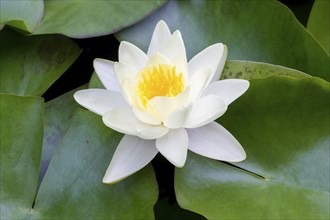 Water lily, white (Nymphaea alba), Baden-Württemberg, Germany, Europe