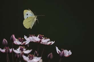 Small white (Pieris rapae) in flight over flowering rush (Butomus umbellatus), Hesse, Germany,