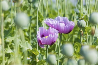 Poppy cultivation in Saxony