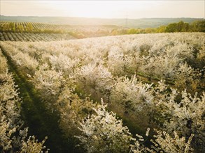 Blooming apple orchards in Wittgensdorf