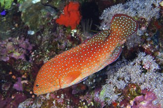 Jewel grouper (Cephalopholis oligosticta), Daedalus Reef dive site, Egypt, Red Sea, Africa