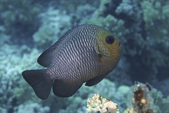 Threespot dascyllus (Dascyllus trimaculatus), damsel fish, House reef dive site, Mangrove Bay, El