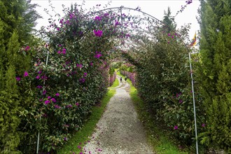 Flower bush entrance, Cocora valley, Unesco site coffee cultural landscape, Salento, Colombia,