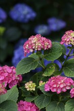 Red and blue hydrangeas (Hydrangea macrophylla)