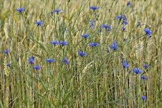 Cornflowers (Centaurea cyanus) at flowering time in a grain field, North Rhine-Westphalia, Germany,