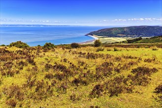 Upland with moor heath, view of coastline on Bristol Channel, Exmoor National Park, Porlock,