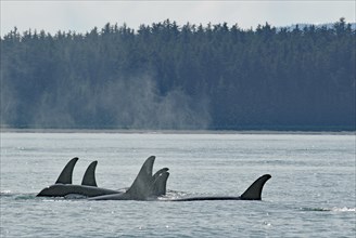 Size Group of Orca Whales Moving Close Together through Water, Coast and Forest, Inside Passage,