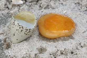 Ringed Plover (Charadrius hiaticula), examination of an egg at the end of the incubation period,