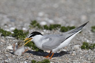 Little Tern (Sternula albifrons), juvenile with adult, intraspecific aggression, adult with alien