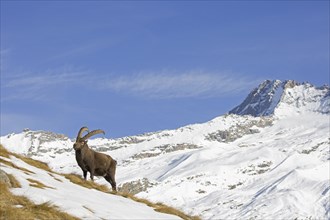 Alpine ibex (Capra ibex) male foraging in the snow in winter in the Gran Paradiso National Park,