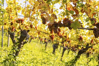 Saxon State Winery Schloss Wackerbarth invites the press to the grape grape harvest in the Goldener