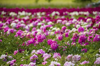 Peony fields near Pirna