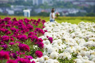 Peony fields near Pirna