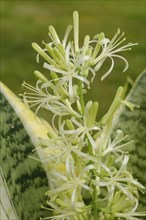 Close-up of bow hemp (Sansevieria) with flower, pot plant