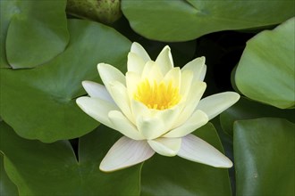 Water lily, white (Nymphaea alba), Baden-Württemberg, Germany, Europe