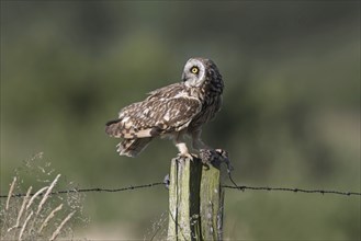 Short-eared owl (Asio flammeus) (Asio accipitrinus) perched on fence post along field with caught