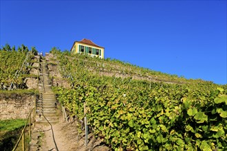 Diesbar Seusslitz vineyard