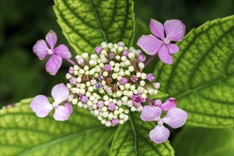 Hydrangea serrata, flower, pink, Baden-Württemberg, Germany, Europe