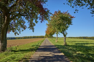 Road, field landscape, pear tree, maple tree, sky, autumn, Amorbach, Odenwald, Bavaria, Germany,