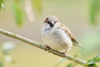 House sparrow (Passer domesticus) sitting on a little branch, Bavaria, Germany Europe