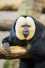 White-faced saki (Pithecia pithecia), male, portrait, captive, Germany, Europe