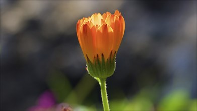 Marigold (Calendula officinalis), macro, semi-closed flower, lateral, backlight, Zingaro, national