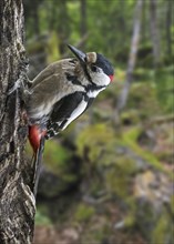 Great spotted woodpecker (Dendrocopos major), greater spotted woodpecker male foraging on tree