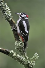 Great Spotted Woodpecker (Dendrocopos major), Greater Spotted Woodpecker male perched on branch