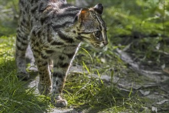 Bengal leopard cat (Prionailurus bengalensis bengalensis) native to South and East Asia, from