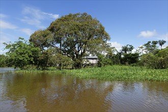 Houses on stilts in the flooded forest along the Rio Negro, Manaus, Amazonia State, Brazil, South