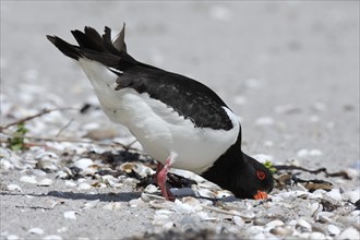 Eurasian oystercatcher (Haematopus ostralegus), poking in the sand with its beak, looking for food,