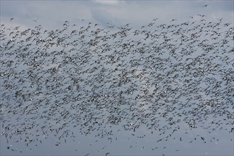 Eurasian oystercatcher (Haematopus ostralegus), resting flock of 10, 000 birds in flight, migration