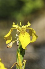 Yellow flag (Iris pseudacorus), yellow flower in a pond, Wilden, North Rhine-Westphalia, Germany,