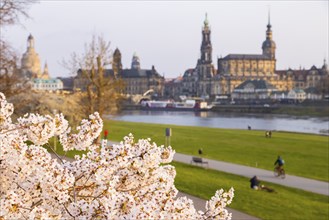 Trees in blossom on the banks of the Elbe in Neustadt in the evening