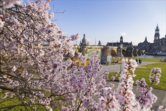 On the banks of the Elbe in Neustadt. Under flowering trees with a view of Dresden's Old Town