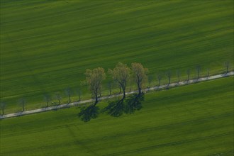 DEU Saxony Grossenhain (Â© Sylvio Dittrich +49 1772156417) Field near Grossenhain in springtime