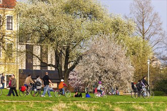 Spring on the Königsufer in Dresden