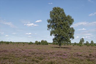 Heath blossom in the Osterheide in the Lüneburg Heath nature reserve. Schneverdingen, Lower Saxony,