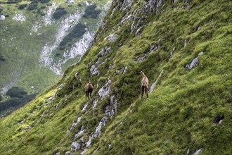 Chamois on a steep slope, Wetterstein Mountains, Bavaria, Germany, Europe