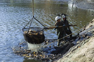 Fishing of the castle pond in Moritzburg