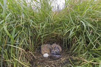 Short-eared owl (Asio flammeus) (Asio accipitrinus) egg and two chicks in nest on the ground in