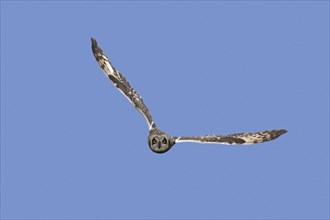 Short-eared owl (Asio flammeus) (Asio accipitrinus) in flight against blue sky