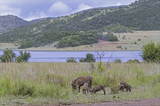 Common warthog (Phacochoerus africanus) female with four juveniles foraging in the Pilanesberg