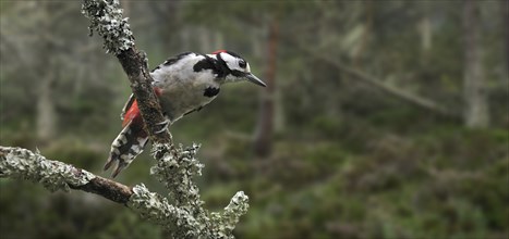 Great spotted woodpecker (Dendrocopos major), Greater spotted woodpecker male perched on branch