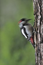 Great Spotted Woodpecker (Dendrocopos major), Greater Spotted Woodpecker male drumming on tree