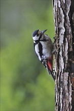 Great Spotted Woodpecker (Dendrocopos major), Greater Spotted Woodpecker male on tree trunk in