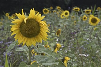 Sunflowers (Helianthus annuus), Emsland, Lower Saxony, Germany, Europe