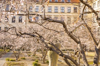 Trees in blossom at the Landhaus, which houses the City Museum