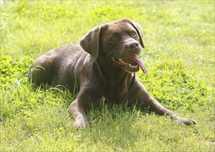 Labrador Retriever (Canis lupus familaris), female, 13 years, lying on the meadow, North