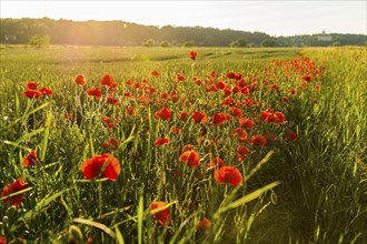 Poppies in Diesbar Seusslitz